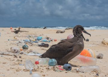 El Pacífico alberga tanto plástico como tres veces la superficie de Francia