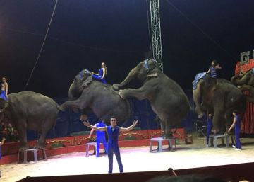 PACMA denuncia al domador del Circo Gottani después de que una de sus elefantas muriera en un accidente