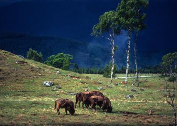 Nueve ejemplares polacos para incentivar la reproducción de bisontes españoles