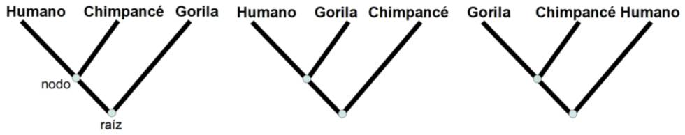 Ejemplo de árbol filogenético de gorila, humano y chimpancé