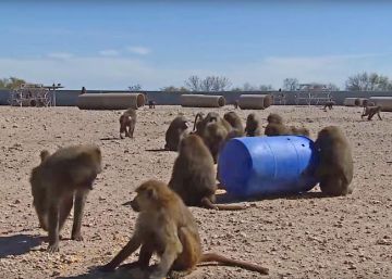 Tres monos se escapan de un laboratorio de investigación en Texas