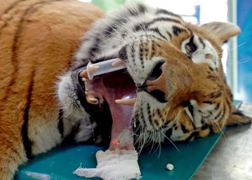 Un tratamiento con células madre curará la cadera de ‘Igor’, un tigre siberiano