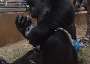 El emotivo parto de una gorila en un zoo