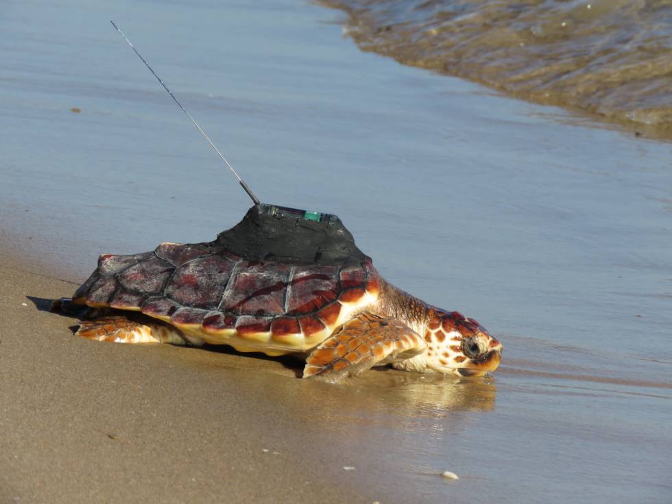 Una tortuga marina es liberada con el dispositivo de rastreo por satÃ©lite