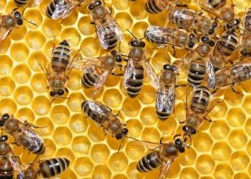 Los insecticidas neonicotinoides son un riesgo para las abejas, según la EFSA
