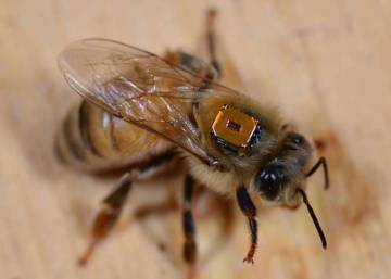 ¿Por qué los pesticidas matan a las abejas en Hungría, pero no en Alemania?