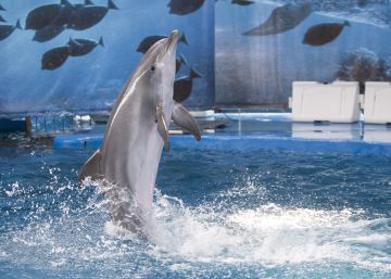 Barcelona se declara en contra de mantener cetáceos en cautividad