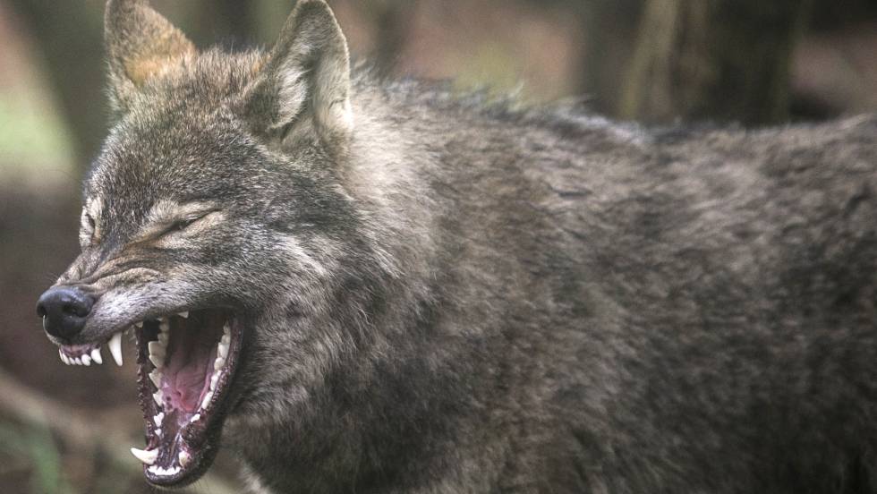 Descargar El Hombre Lobo Torrent HD Espaol Castellano