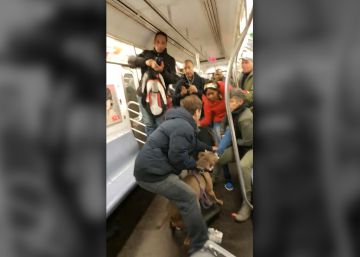 Un pitbull le arranca el zapato a una pasajera en el metro de Nueva York