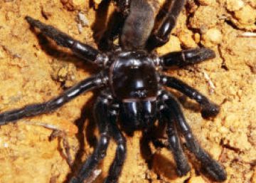 Muere a los 43 años la araña considerada más vieja del mundo