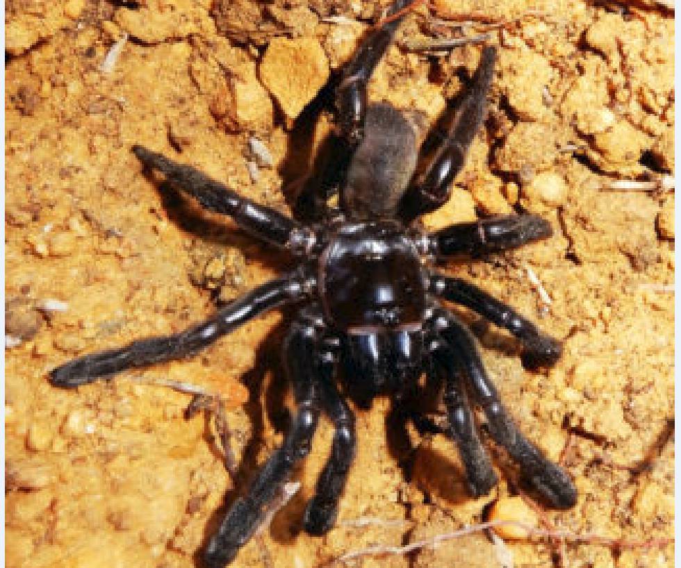 La araña de la especie Giaus Villosus considerada la más vieja del mundo.