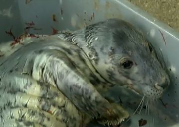 ‘Guardesiña’, la foca que se recuperó en Vigo de sus problemas de salud, regresa al mar de Irlanda
