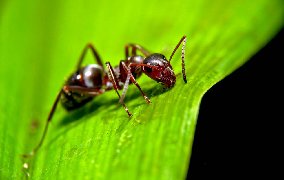 Las hormigas son vÃ­ctimas de algunos de los parÃ¡sitos mÃ¡s despiadados del planeta