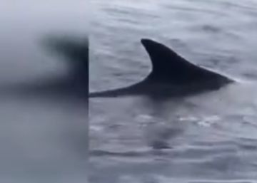 Dos enormes ballenas azules se dejan ver en Valencia