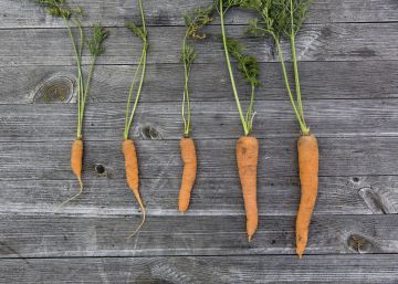 La ciudad comestible