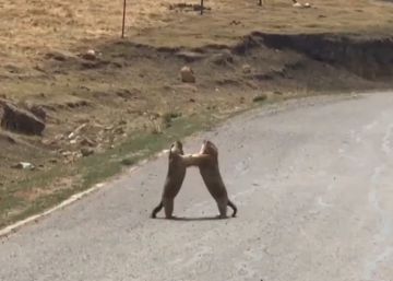 La pelea ‘callejera’ de dos marmotas en China