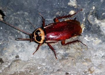 La cucaracha australiana se instala en Madrid