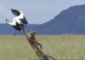 Un leopardo vuela para cazar una cigüeña... y falla
