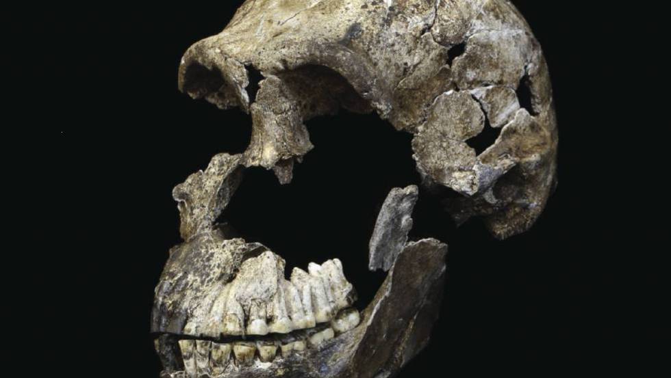 Cráneo del 'Homo naledi'
