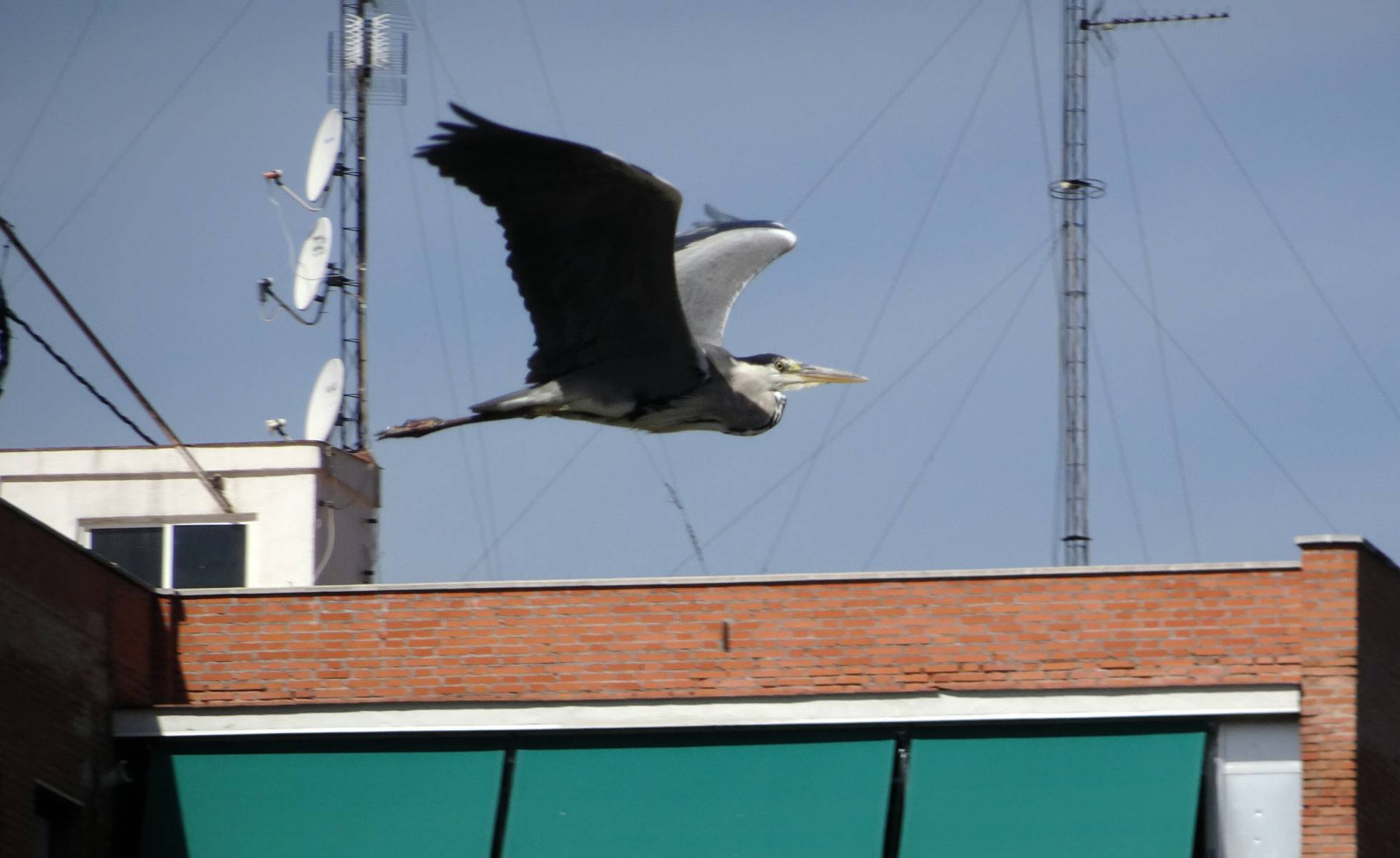  La fauna del Manzanares Las aves y los peces se multiplican en el río de Madrid