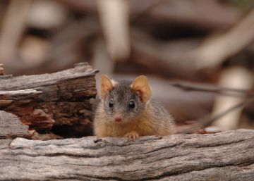 El sexo “frenético” de dos especies de marsupial amenaza su supervivencia