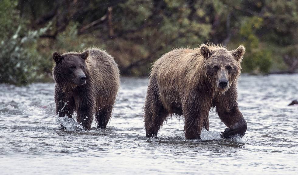 Resultado de imagen para Trump propone usar tocino para la caza de osos