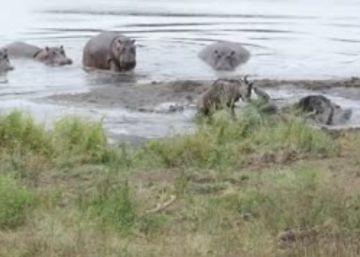 Un grupo de hipopótamos salva a un ñu a punto de ser devorado por cocodrilos
