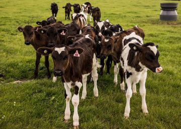 Nueva Zelanda sacrificará 150.000 vacas para erradicar una enfermedad bacteriana