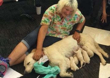 Una perra guía pare ocho cachorros en el aeropuerto de Tampa