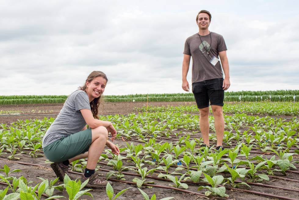 La bióloga Patricia López y su colega Kenny Brown, en una plantación de tabaco.
