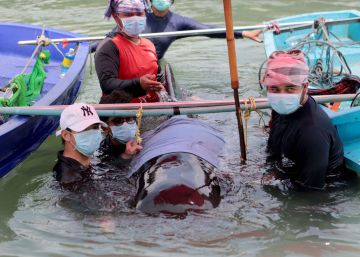 Muere en Tailandia una ballena que se había tragado 80 bolsas de plástico