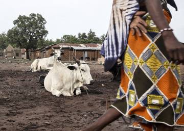 Aprovechar la inmunidad del ganado africano
