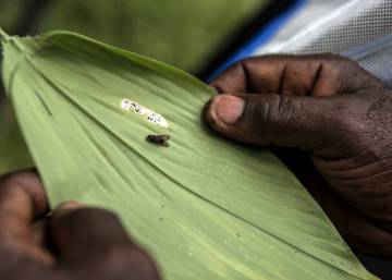La última trinchera de la mosca tsetsé