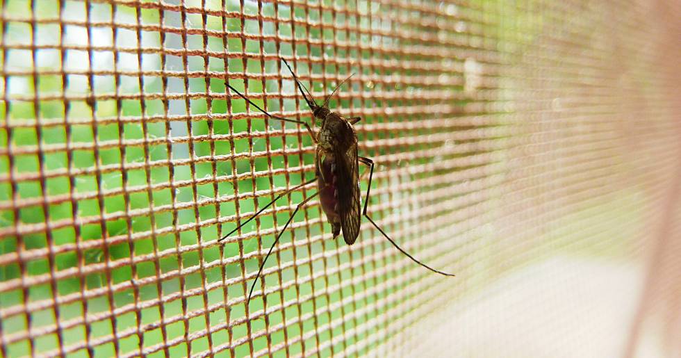 Detectados los primeros casos autÃ³ctonos de dengue en EspaÃ±a