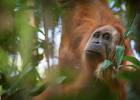 Un orangután se enfrenta a una excavadora que destruye su hábitat en Indonesia