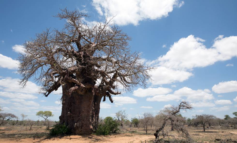 Un baobab en Keer-Keer (Sudáfrica).