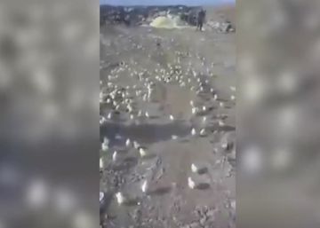 Cientos de pollitos invaden una ciudad de Georgia
