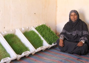 Cultivar forraje en pleno desierto