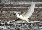 Las espectaculares escenas de aves que preludian una crisis ambiental