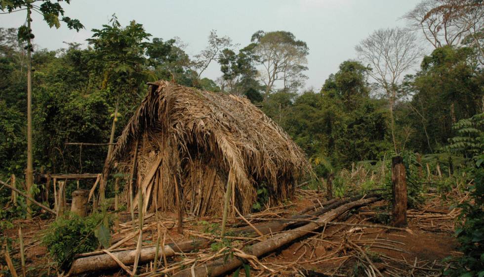 Cabana do âÃndio do Buracoâ, na terra indÃ­gena Tanaru, em RondÃ´nia.