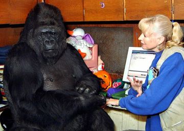 Muere Koko, la gorila que dominaba el lenguaje de signos