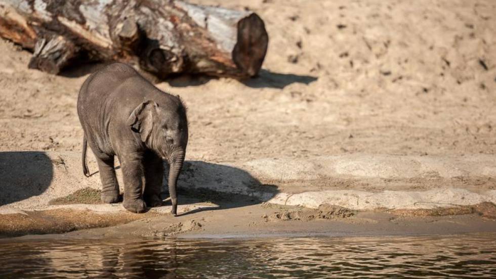 'Tarzen', el bebÃ© elefante que falleciÃ³ este martes en el zoolÃ³gico de Planckendael.