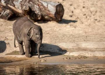 Un bebé elefante muere en un zoológico belga