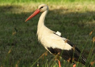 Una ONG pone un GPS con tarjeta SIM a una cigüeña y recibe una factura de 2.300 euros