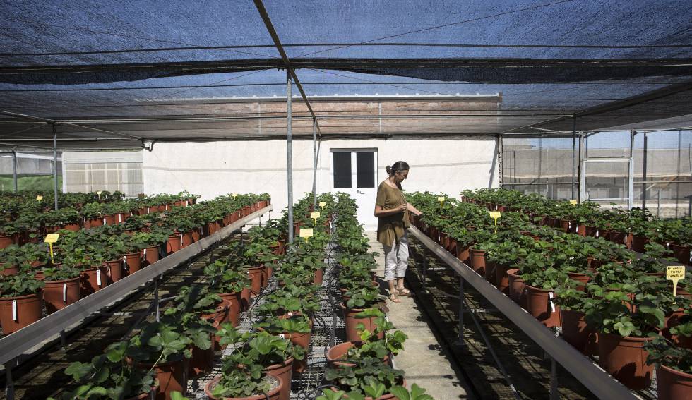 La investigadora Carmen Soria, en el Instituto de Investigación y Formación Agraria de Churriana (Málaga) donde se encuentra una colección de variedades de fresas que supera las 700 accesiones.