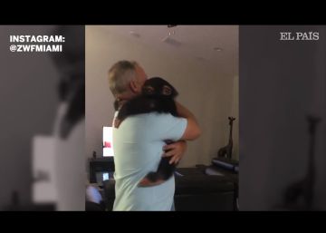 La alegría de Limbani, un chimpancé del zoo de Miami, al reencontrarse con sus antiguos cuidadores