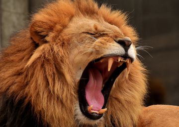 Una manada de leones devora a al menos tres cazadores furtivos en Sudáfrica