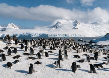 ¿Te vienes a la Antártida con EL PAÍS Viajes?