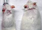 Una terapia génica revierte la diabetes tipo II y la obesidad en ratones