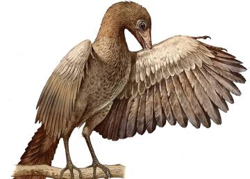 El pájaro que inventó el vuelo moderno en tiempo de los dinosaurios